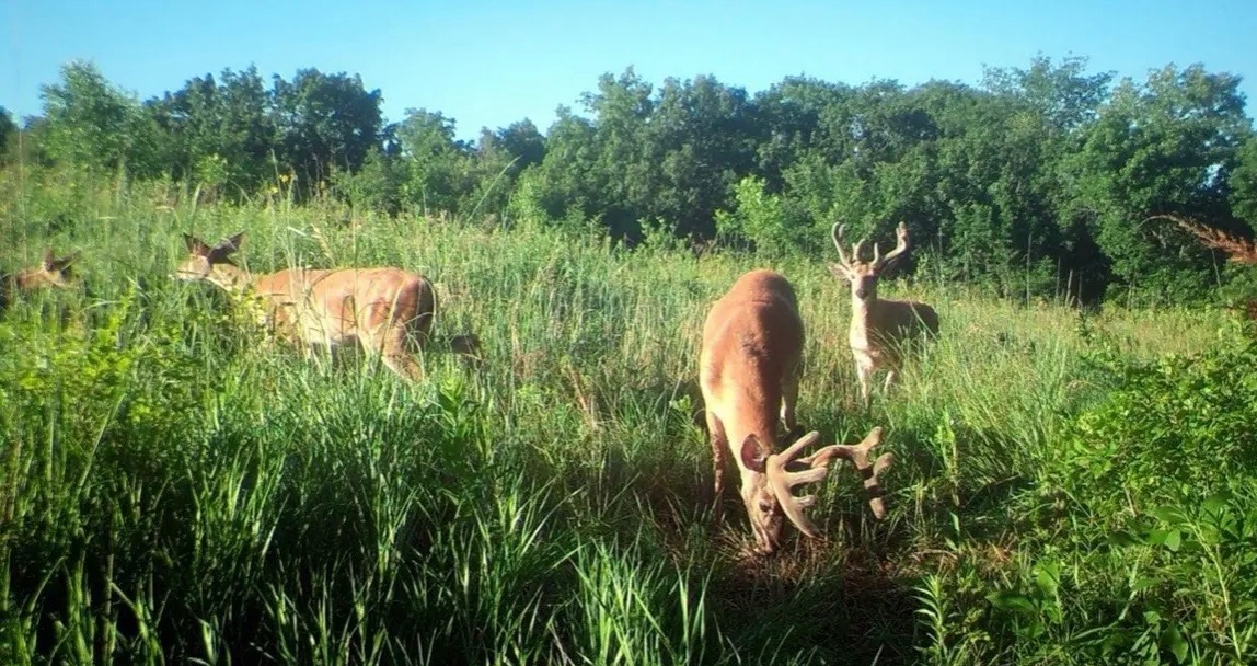 Fortified Deer Feed